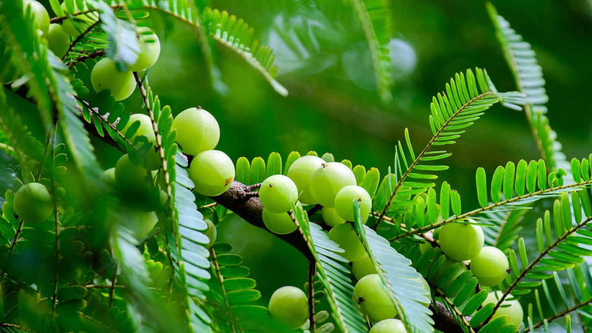 Amlabeeren oder auch indische Stachelbeeren an einem Zweig vor grünem Hintergrund