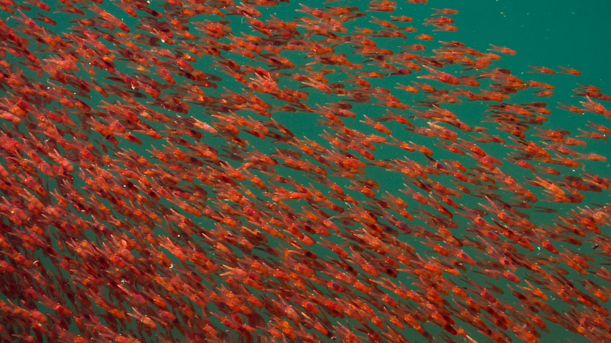 Ein Krilltierschwarm schwimmt in den Tiefen des Meeres. Schöner Farbkontrast des orangefarbenen Krilltiers auf grünem Hintergrund des Meeres