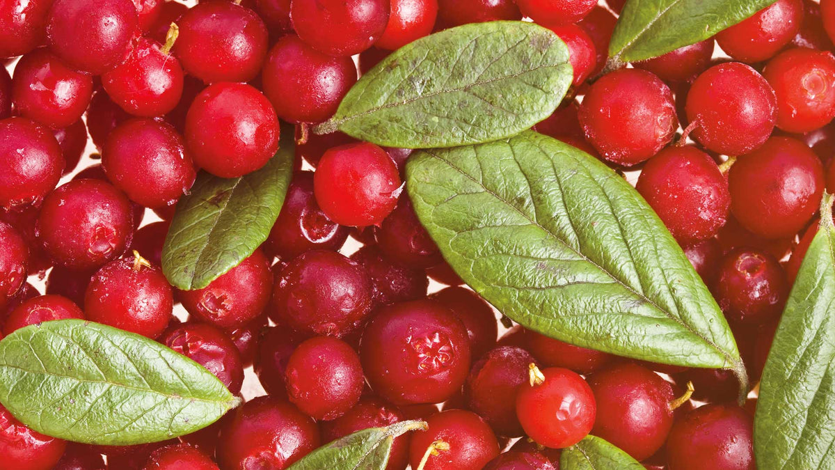 Viele leuchtend rote Cranberrys in der Nahaufnahme mit grünen Blättern