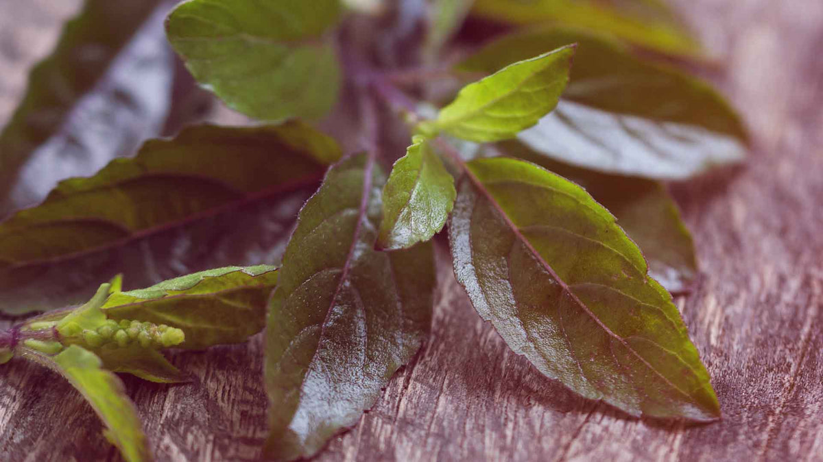 Einige Blätter von Holy Basil, oder Tulsi, auf einer Holzunterlage