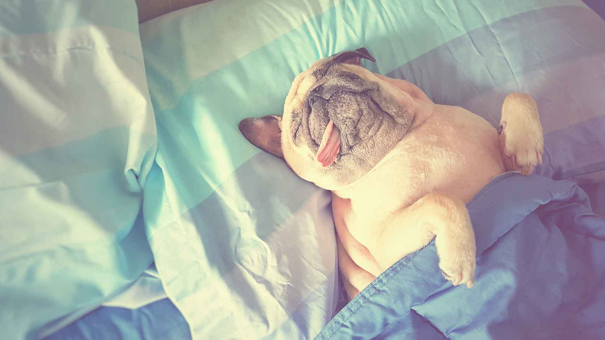 Ein Hund liegt im Bett unter der Bettdecke. Seine Zunge hängt seitlich heraus