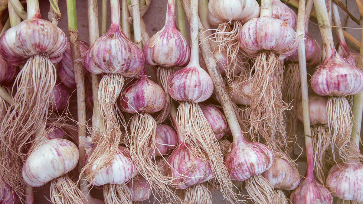 Hier hängen frische Knoblauchzehen lustig ins Bild.