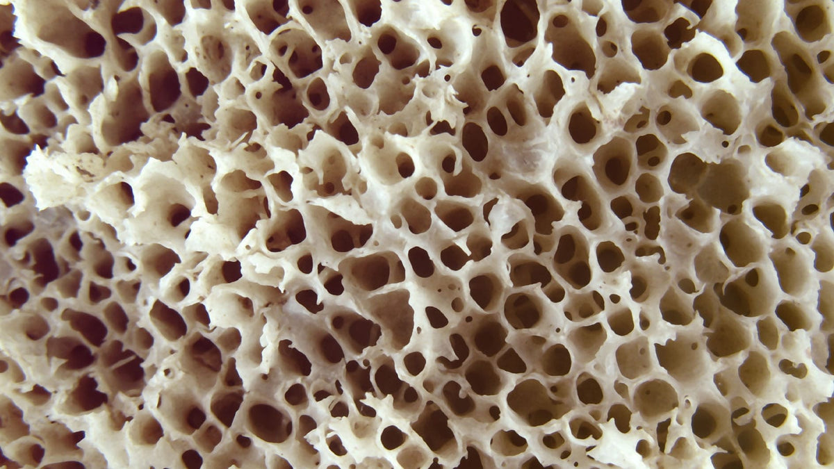 Eine Knochenstruktur in der Nahaufnahme. Es sieht aus wie ein Naturschwamm.