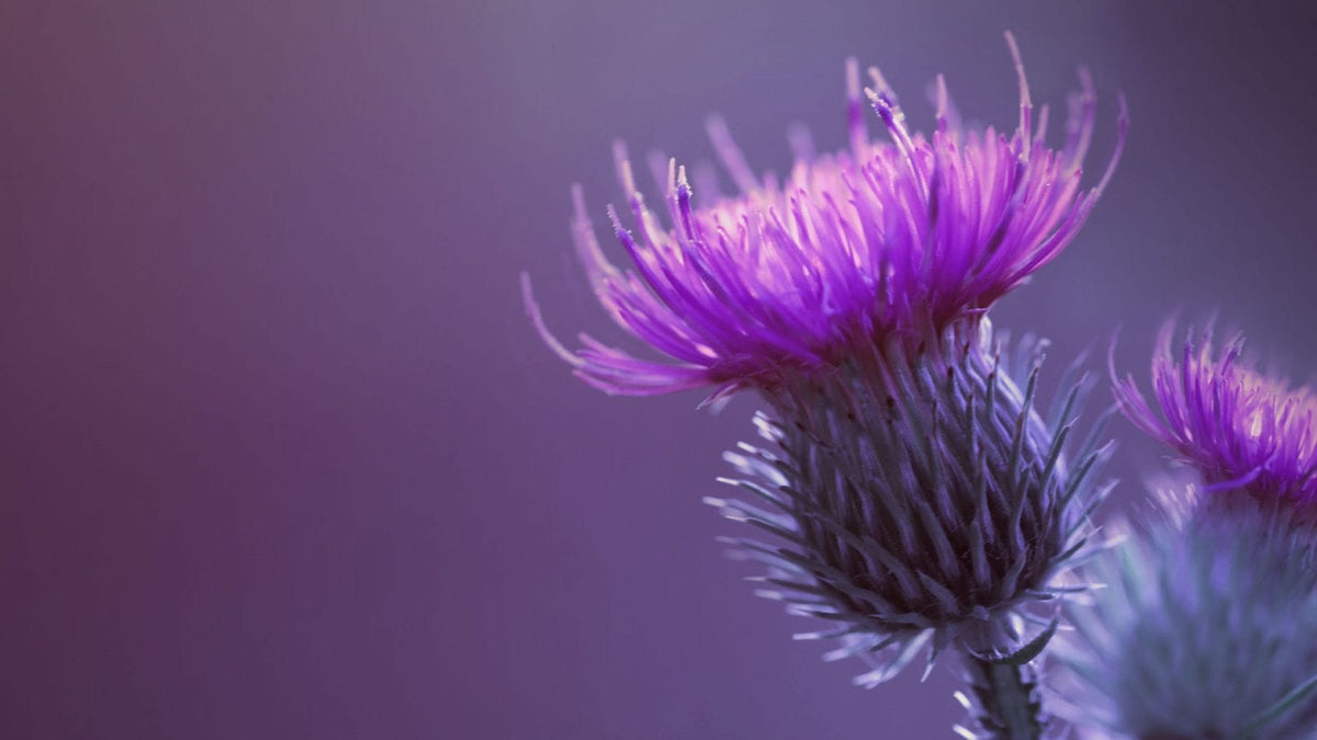 Vor einem lila Hintergrund sieht man die lila Blüte einer Mariendistelpflanze.