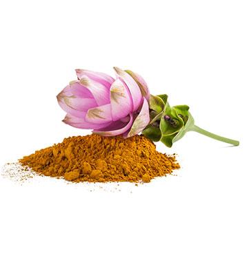 Curcumapulver und eine Blüte der Curcumapflanze
