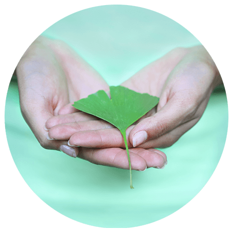 Zwei weibliche Hände halten ein Ginkgo biloba Blatt in der Hand