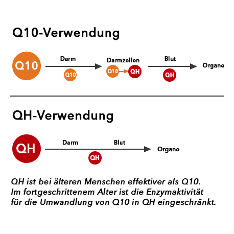 Grafik mit der Verwendung von Q10 und QH im Körper