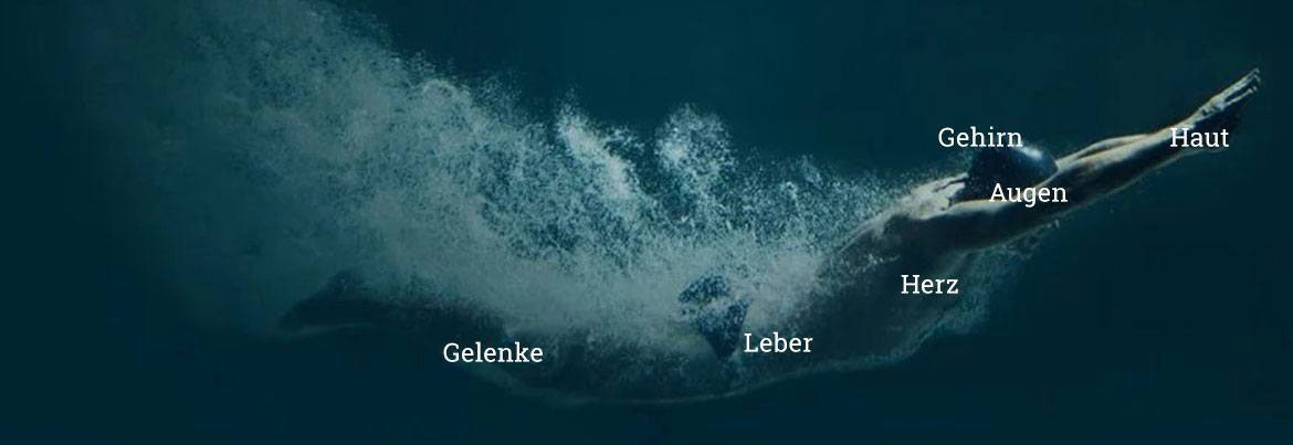 Ein Schwimmer unter Wasser mit deutschen Etiketten, die auf verschiedene Körperteile hinweisen: Gehirn, Augen, Herz, Leber, Gelenke, Haut.