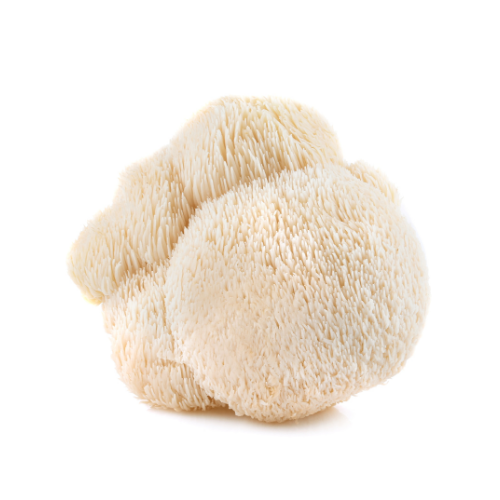 Der Pilz für das Gehirn – Lion's Mane sieht wie ein Schwamm oder Löwenmähne aus