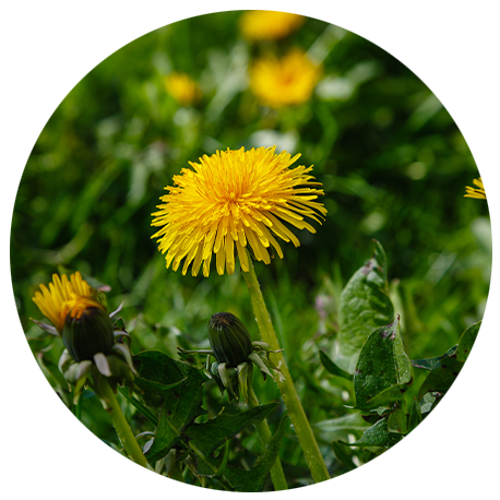 Eine gelbe Löwenzahnblüte in der Nahaufnahme