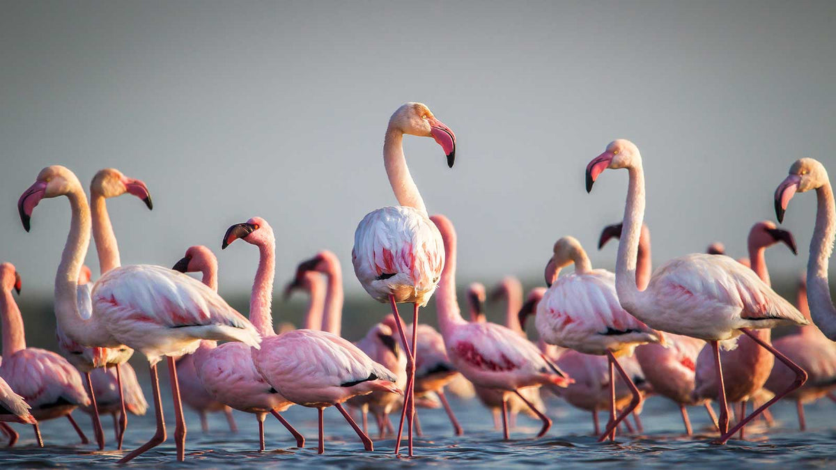 Eine Schar von Flamingos im Wasser mit rosa-roten Tönen im Gefieder.