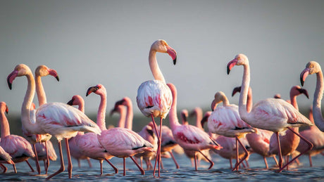 Eine Schar von Flamingos im Wasser mit rosa-roten Tönen im Gefieder.