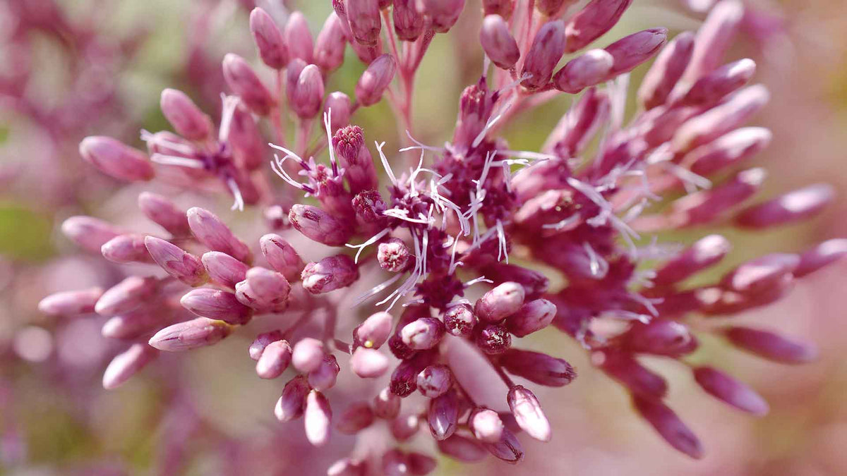 Lila Baldrianblüten in Nahaufnahme
