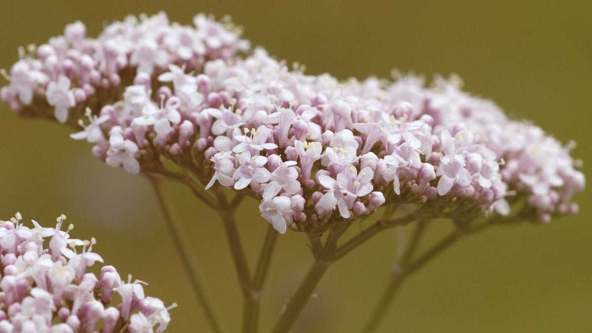 Nahaufnahme einer von weißen Baldrianblüten