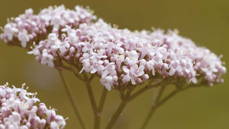 Nahaufnahme einer von weißen Baldrianblüten