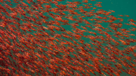 Ein Krilltierschwarm schwimmt in den Tiefen des Meeres. Schöner Farbkontrast des orangefarbenen Krilltiers auf grünem Hintergrund des Meeres