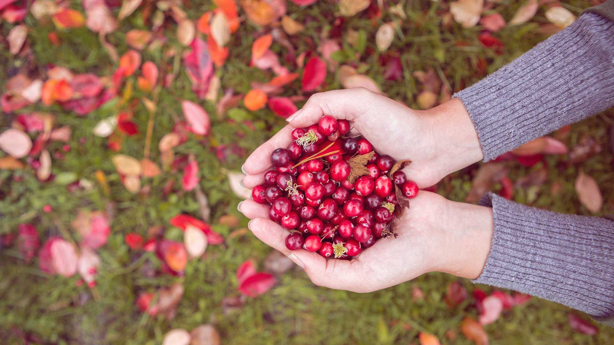 Frauenhände gefüllt mit Cranberrys. Im Hintergrund sieht man eine Wiese mit rötlich gefärbten Herbstblättern.