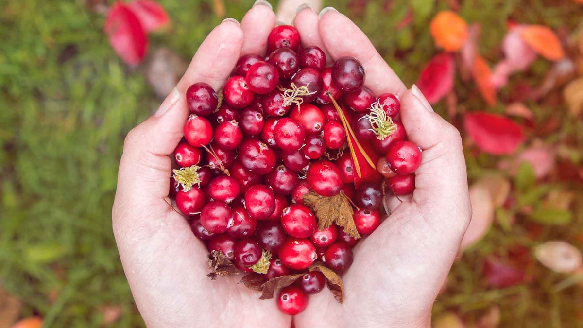 Die leuchtend rote Cranberry in zwei Handinnenflächen