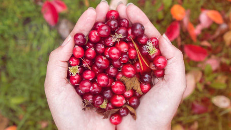 Die leuchtend rote Cranberry in zwei Handinnenflächen