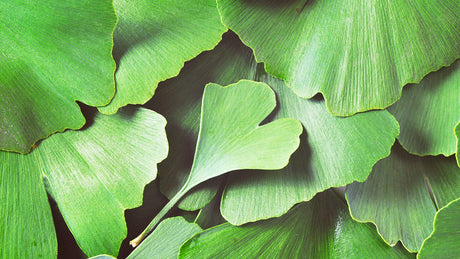 Nahmaufnahme von mehreren Ginkgo biloba Blättern