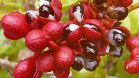 Nahaufnahme von Guaranabeeren aus dem Amazonas