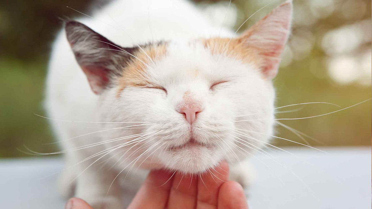 Ein weiße Katze mit zwei verschiedenfarbigen Öhrchen wird am Hals gestreichelt. Sie hat die Augen geschlossen.