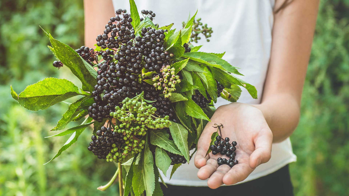 Eine Frau hält einen Holunderbeerenstrauch und gepflückte Holunderbeeren in den Händen