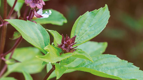 Nahaufnahme von Holy Basil, indisches Basilikum, mit lila Blüte.