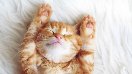 Eine kleine Katze mit orange-weißem Fell schläft augenscheinlich tief und fest mit zurückgelehnten Pfötchen