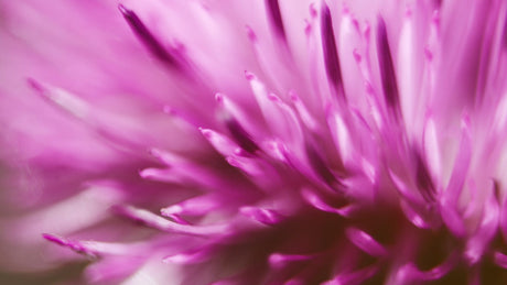 Nahaufnahme einer Mariendistelblüte