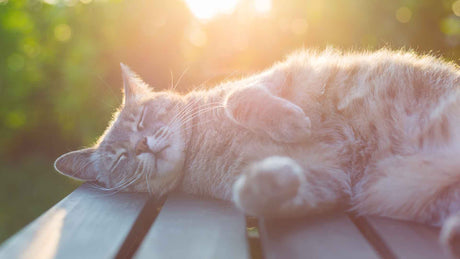 Eine grau gestreifte Katze liegt auf einem Holztisch im Garten und entspannt sich gerade in der Morgensonne.