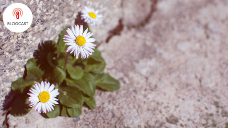 Drei Margeritenblüten in der Nahaufnahme