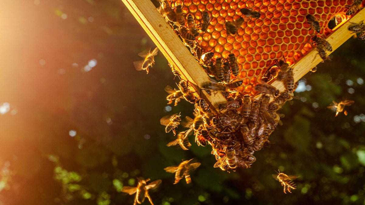 Bienen schwirren im Herbstlicht um eine Bienenwabe herum.