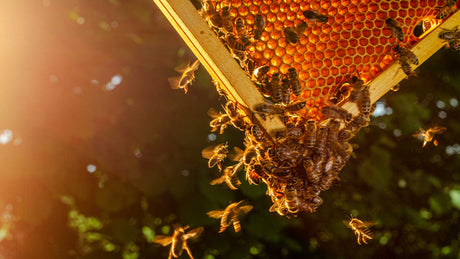 Bienen schwirren im Herbstlicht um eine Bienenwabe herum.