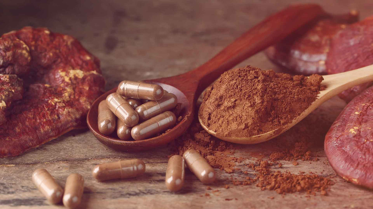 Reishi-Pulver in Kapseln und in Pulverform auf Holzlöffeln, ein Stück Reishipilz links im Bild