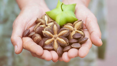 Zwei Hände halten Sacha-Inchi-Nüsse.