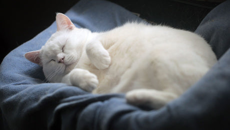 EIne uebergewichtige Katze schlaeft