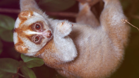 Ein Pumploris oder Slow Loris hängt mit einem Arm an einem Baumast und sieht in die Kamera.