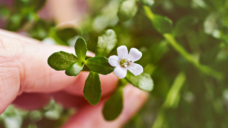 Brahmipflanze mit einer weißen Blüte