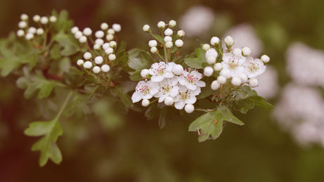 Mehrere Weißdornblüten in der Nahaufnahme