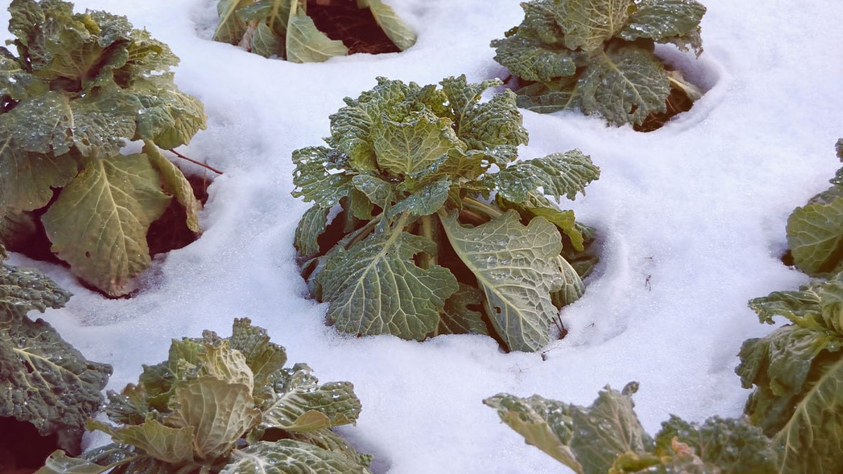 Nahaufnahme von Kohlköpfen in einem Schneefeld