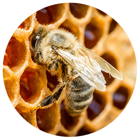 Eine Bienenwabe und eine Wabe in der Nahaufnahme