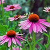 Echinaceablüten