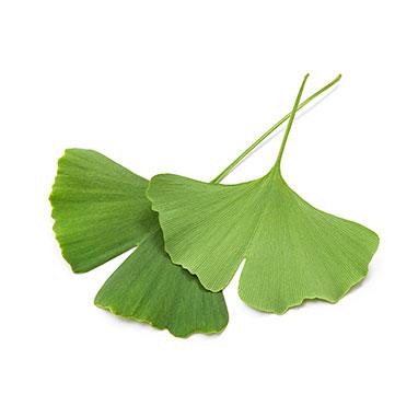 Zwei Ginkgo biloba Blätter in der Nahaufnahme
