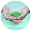 Zwei weibliche Hände halten ein Ginkgo biloba Blatt in der Hand