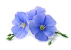 Blaue Blüten der Leinpflanze
