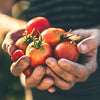 Gepflückte Bio-Tomaten in den Händen eines Gärtners.