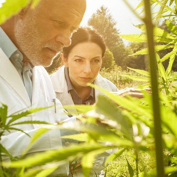 Zwei Wissenschaftler in Laborkitteln untersuchen Cannabispflanzen im Freien im Sonnenlicht.