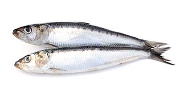 Zwei Sardinen in der Nahaufnahme