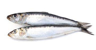 Zwei frische Sardinen